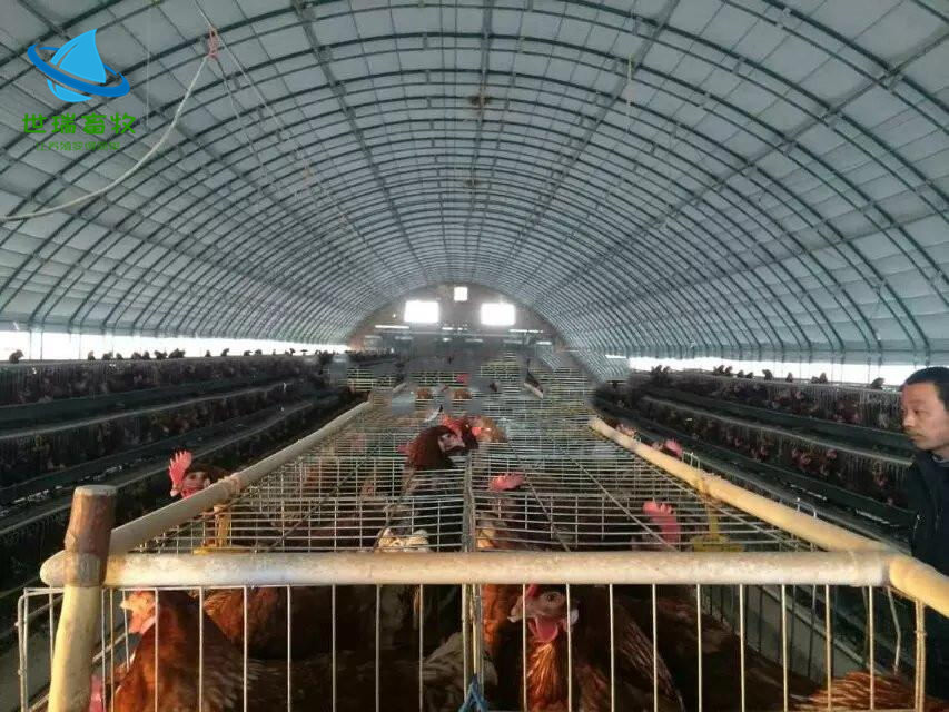 养鸡大棚建设成本 肉鸡养殖棚搭建 鸡舍安装材料大棚管