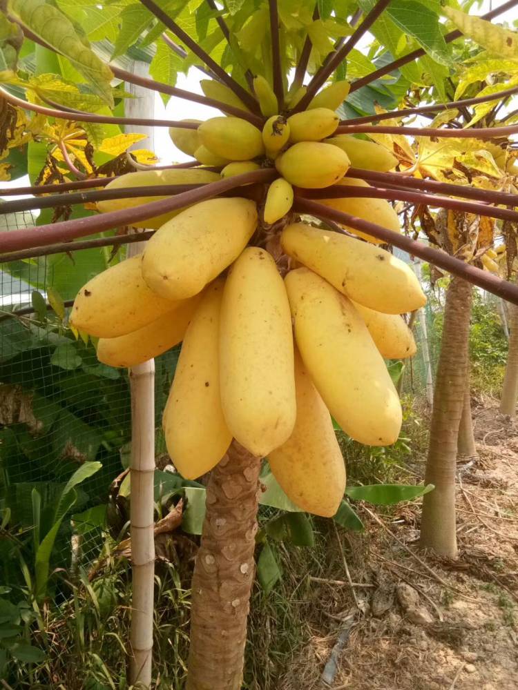 泰国金木瓜黄金木瓜苗低价促销绿邦农业产地货源