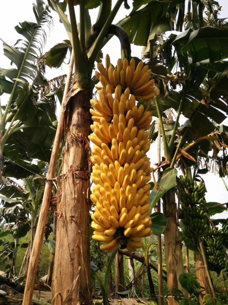 桂蕉一号香蕉苗威廉斯B6香蕉苗批发 低价处理