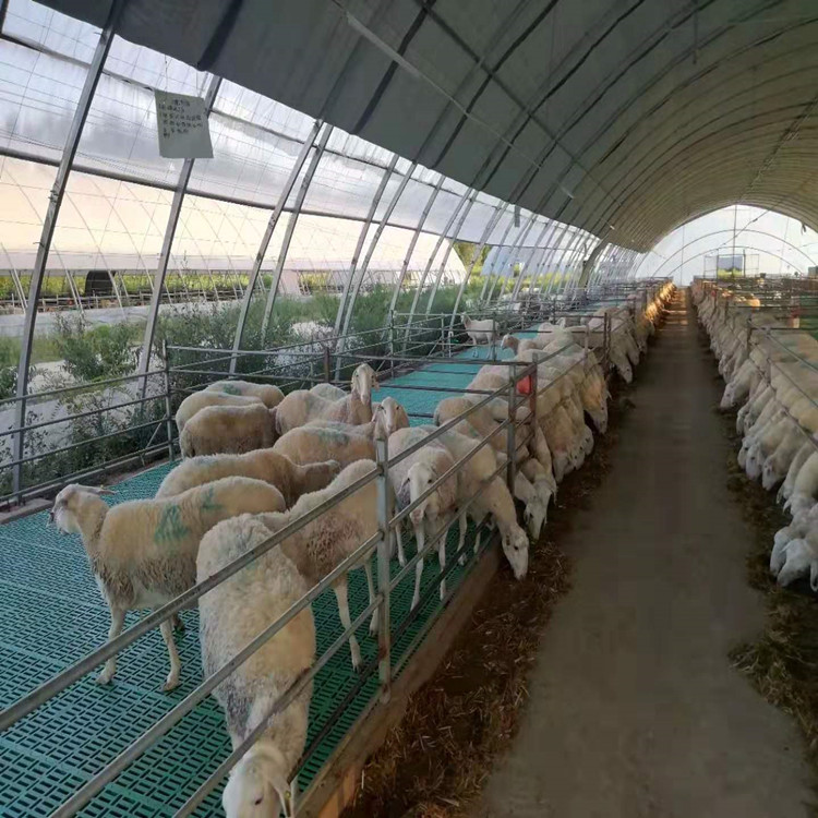 羊粪板的生产厂家 羊圈用漏粪垫板 羊塑料网床图片