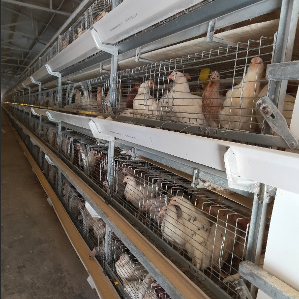 赣州罗曼灰青年鸡厂家夏季优惠买罗曼灰青年鸡均送河南特产
