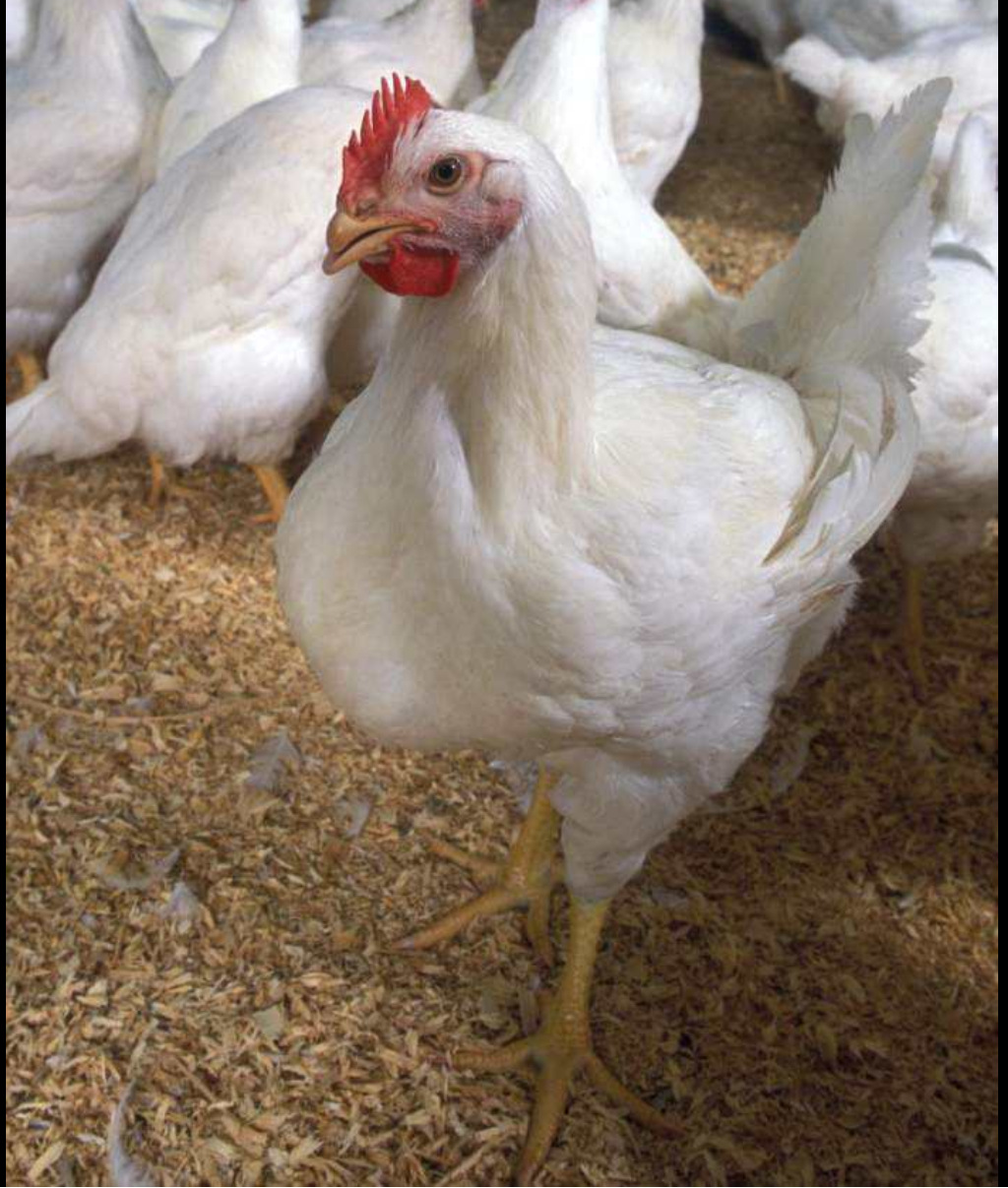 随州京粉2号育成鸡生长速度快 京粉2号育成鸡饲料利用率高