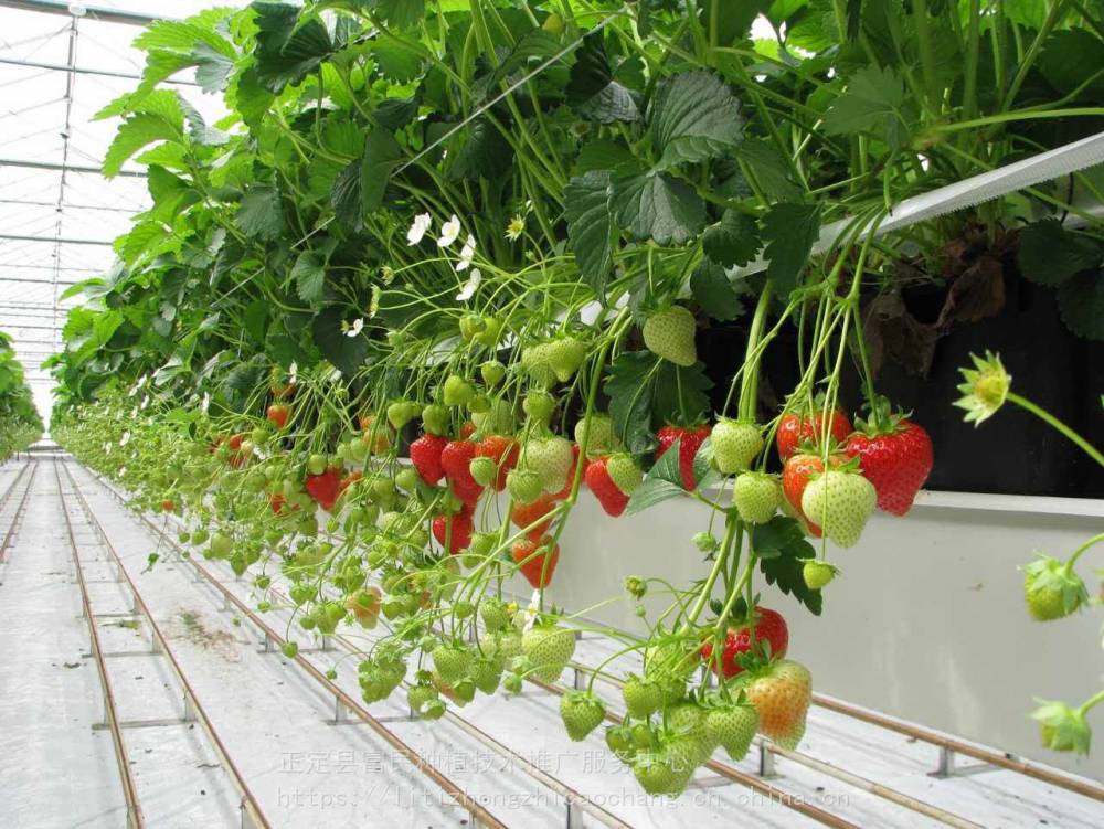 基质栽培袋托槽 草莓立体种植槽 草莓种植槽价格 湖北荆州草莓立体种植槽 无土栽培槽