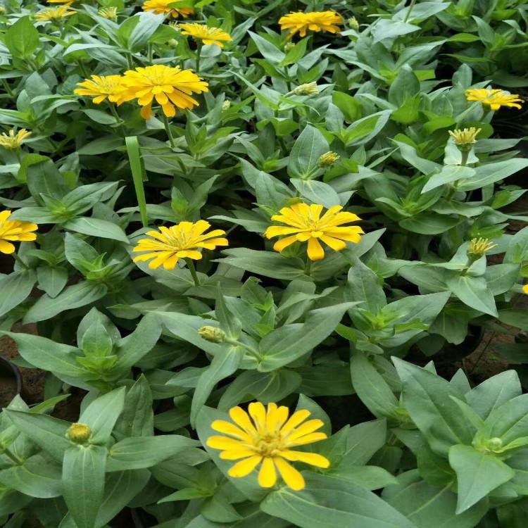 忻州四季草花百日草批发价格 四季草花基地