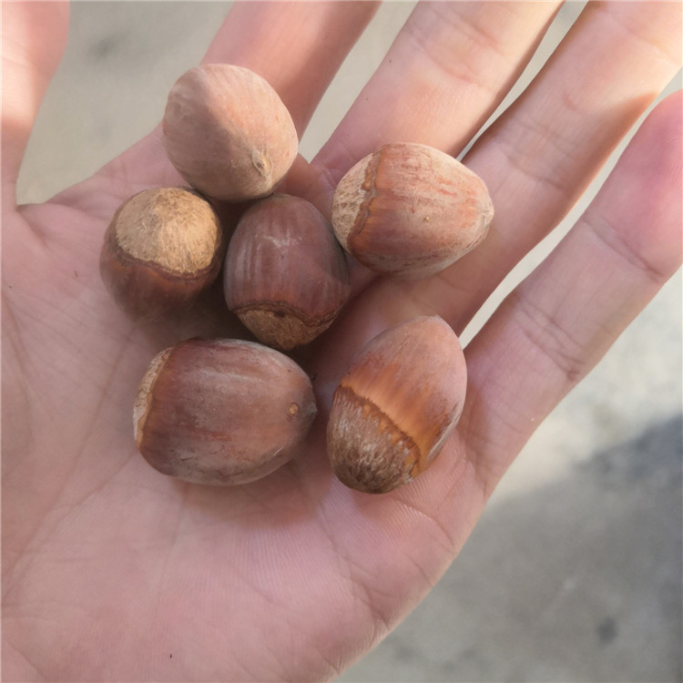 山东榛子苗供应