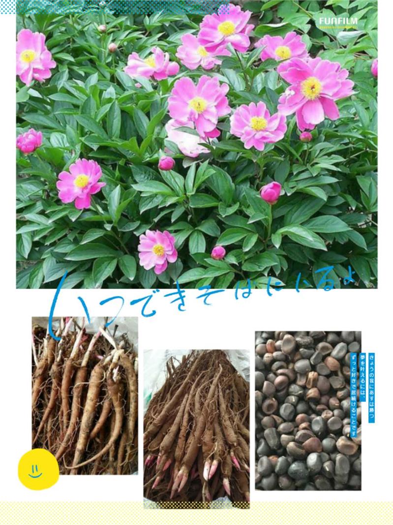 哈尔滨赤芍苗种植方法管理