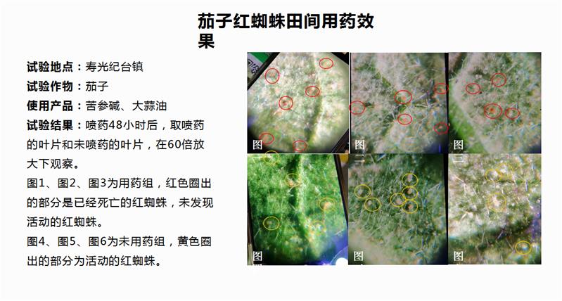 專治紅蜘蛛