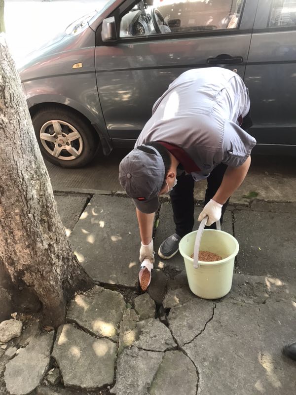 绵阳别墅除跳蚤服务