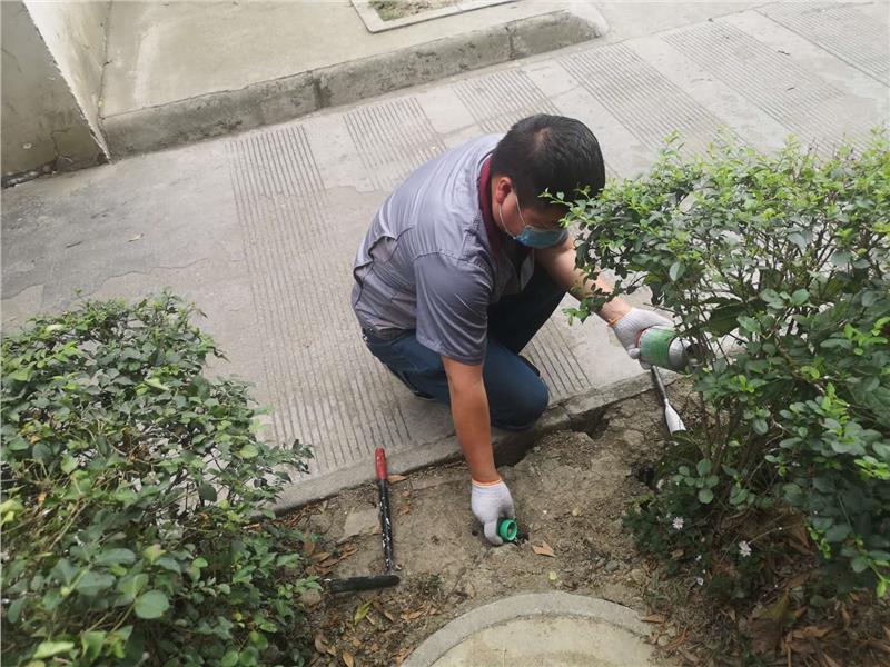 龙泉驿社区除跳蚤方法