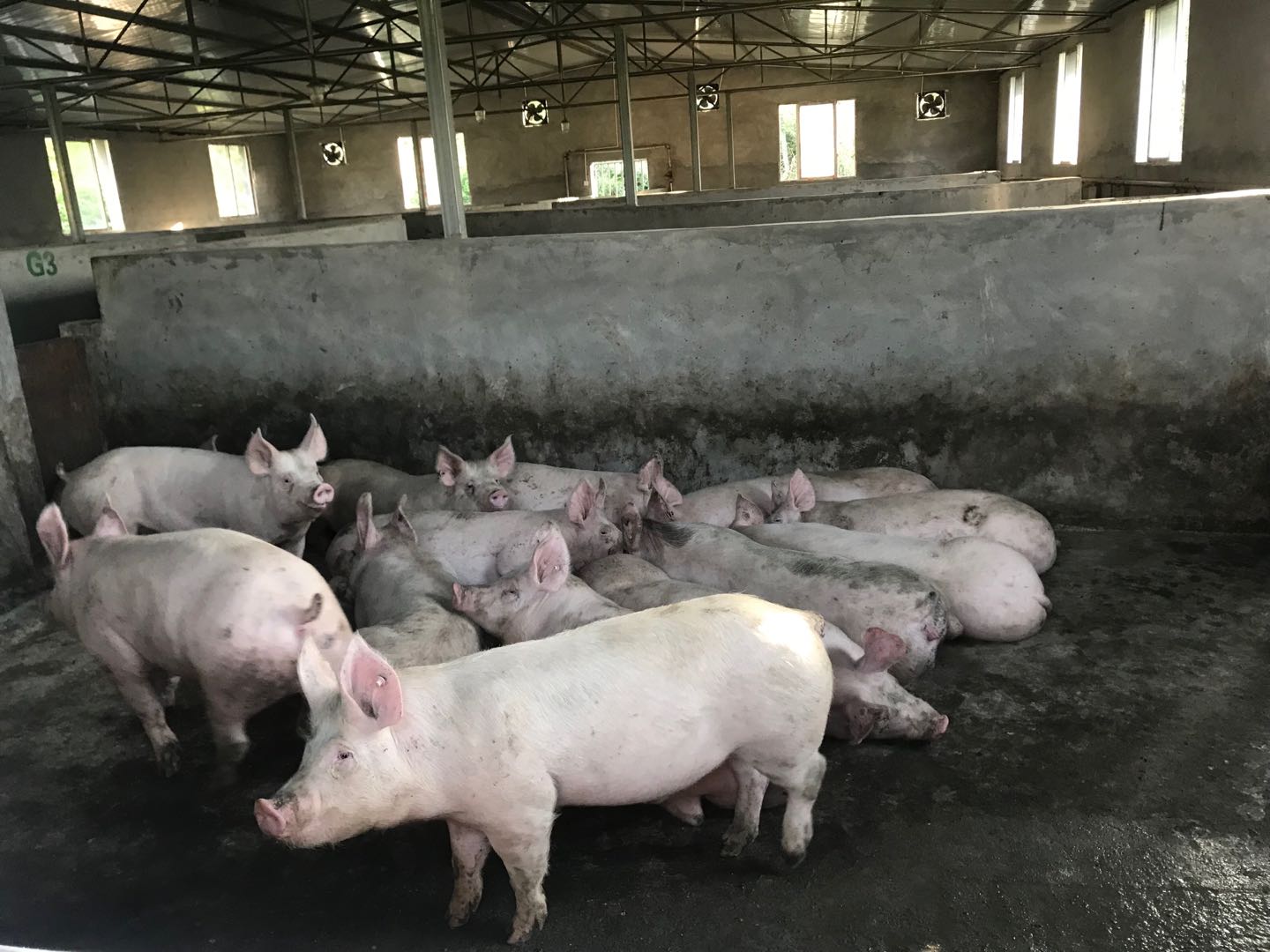 贵州养猪废水处理设备