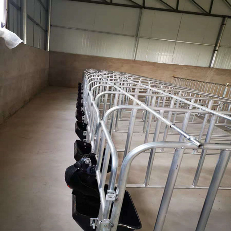 母猪定位栏限位栏加厚镀锌10位母猪定位栏养猪设备