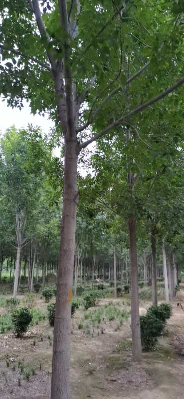 金叶复叶槭绿化苗,河南白蜡苗,华夏园林