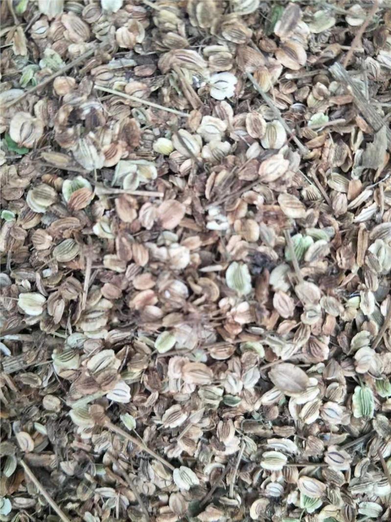 温州白芷种子包回收