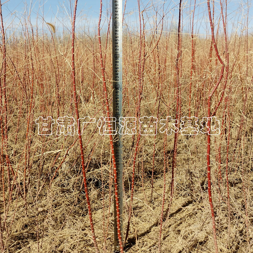 新疆紅柳樹苗種植產地
