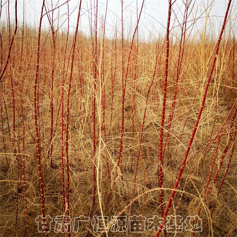 新疆红柳树苗种植产地