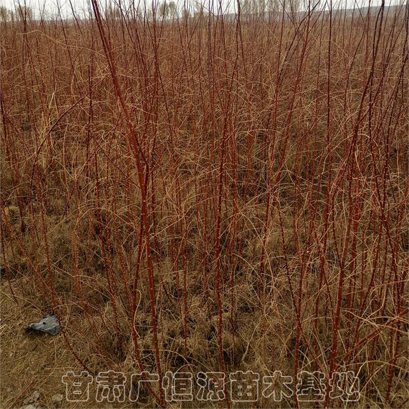 内蒙古一年生红柳树苗