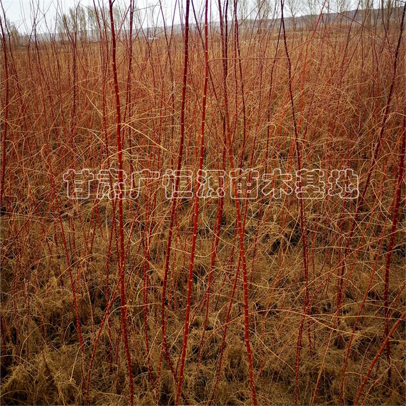 新疆红柳树苗种植产地