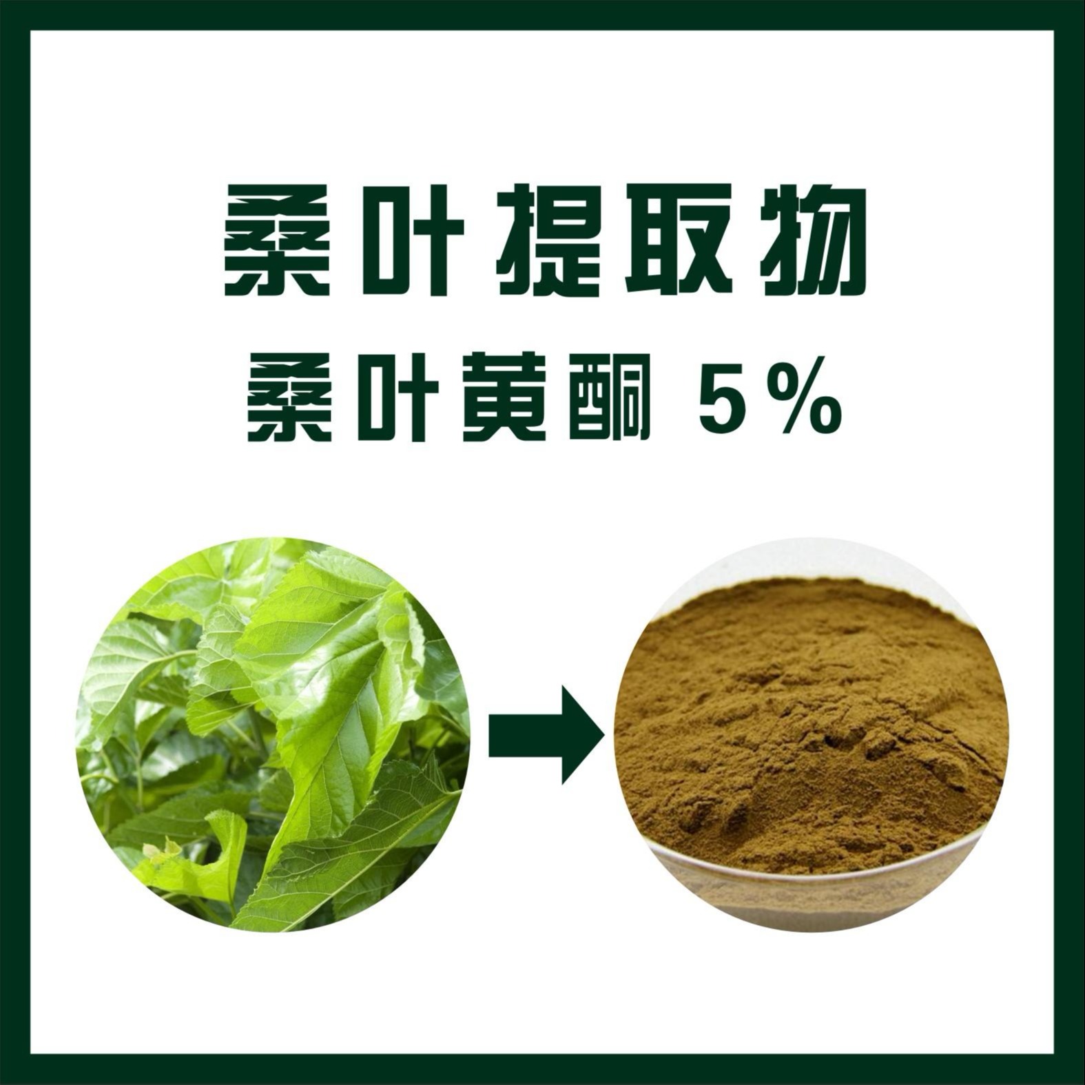 桑叶黄酮5% 桑叶提取物 纯植物提取 质量保证 三原天域生物生产厂家
