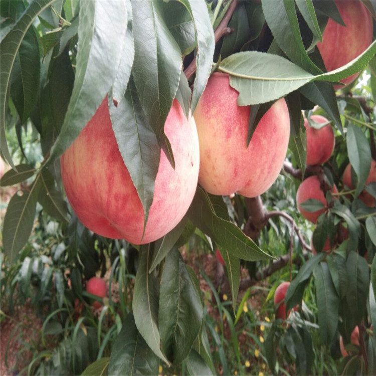 江西新品种桃树苗种植方法