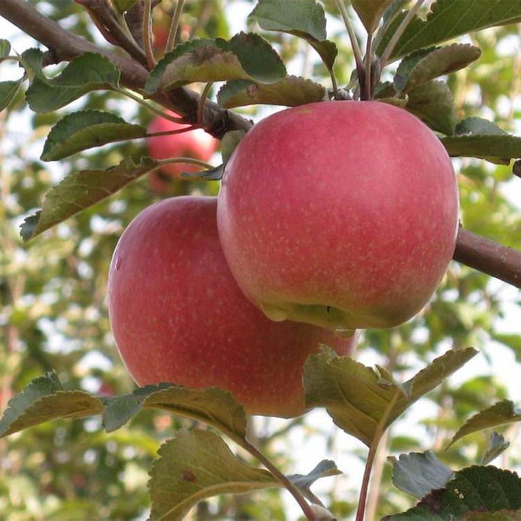 矮化苹果树苗价格 存活率高