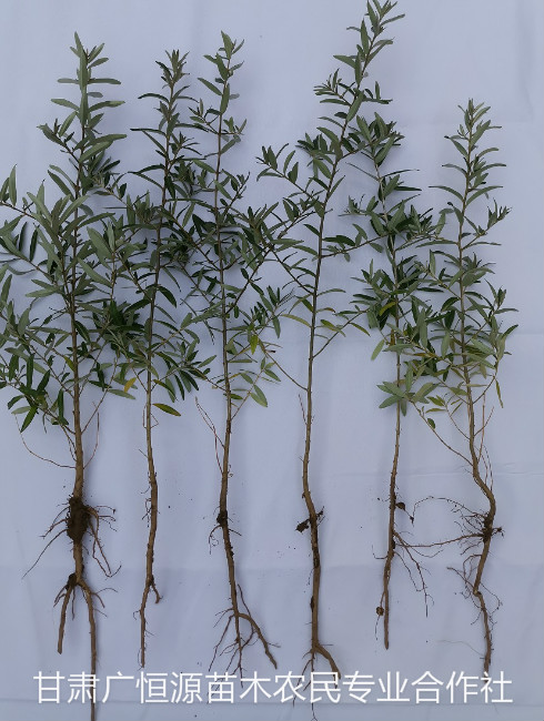 沙棘苗木-呼和浩特沙棘苗种植户