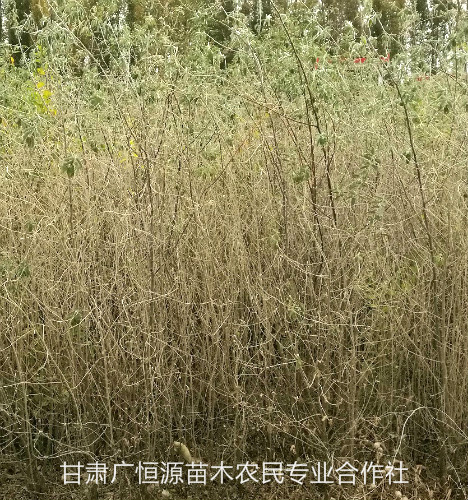 吐鲁番沙枣树苗子图片-办理检疫