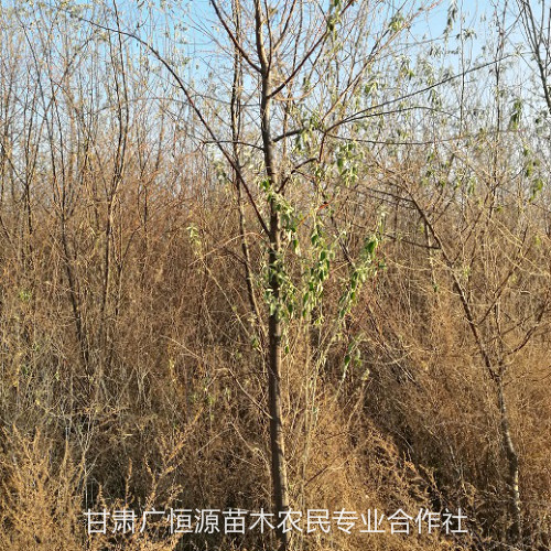 西宁沙枣树图片-一手货源