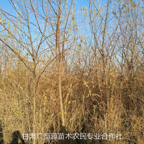 青海沙棗樹基地-種植苗圃