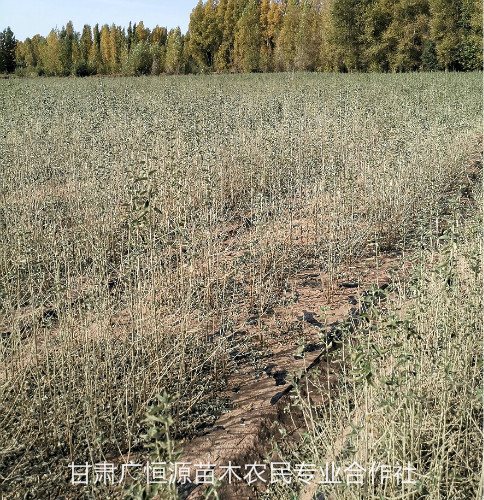 喀什沙枣树苗种植户-技术支持