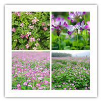 紫云英种子 绿肥品种 牧草 二年生 福建厦门花籽