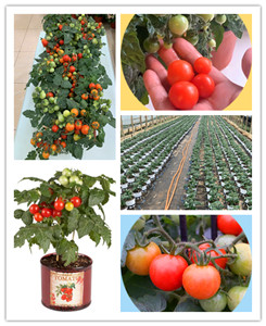 预订 番茄-红波妞进口观赏蔬果种子 福建厦门花草籽