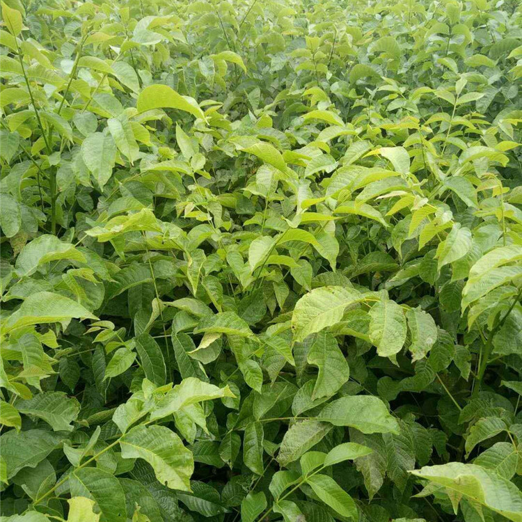 10公分核桃树山东核桃苗10公分核桃树价格