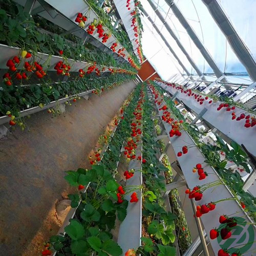 草莓种植需要的草莓槽