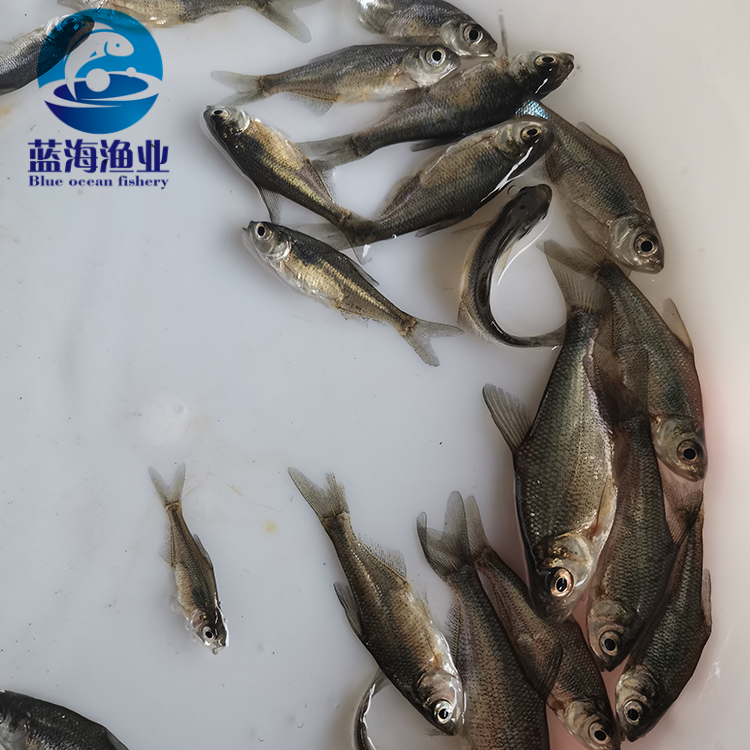 阳江鳊鱼苗报价 武昌边鱼苗 高密度养殖
