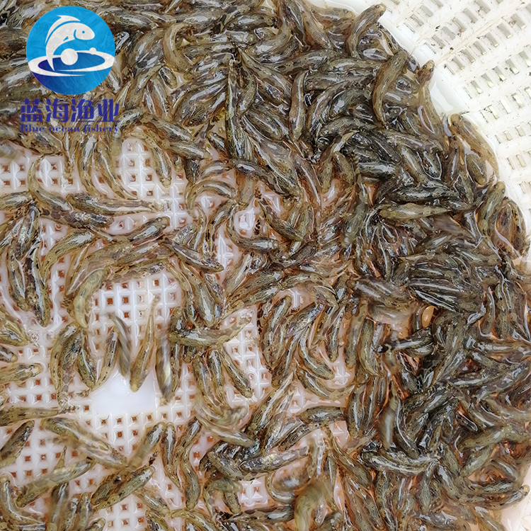桂林杂交笋壳鱼苗批发运输技术安全