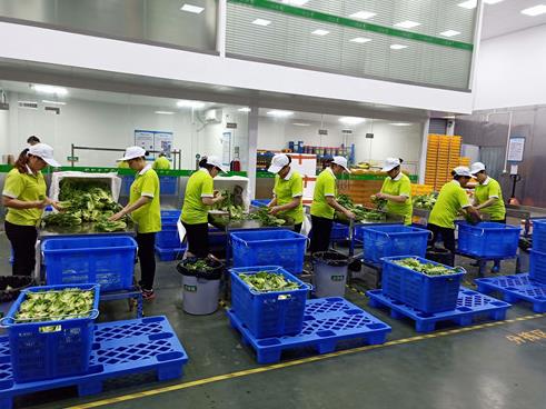 西乡蔬菜配送服务公司 农副产品配送公司 _提供新鲜平价一站式蔬菜批发服务