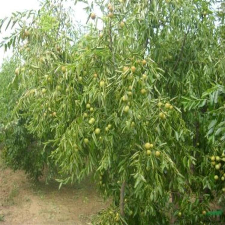 枣树苗种植 价格优惠
