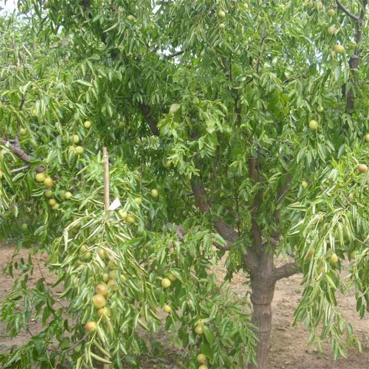 辽宁冬枣枣树苗培育 南北方可种植