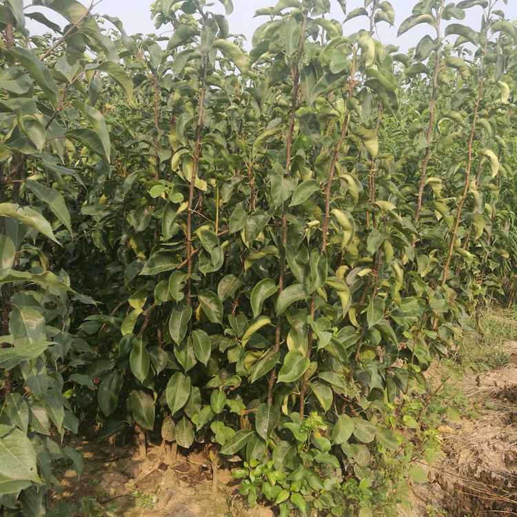 早熟红梨苗种植方法 种植时间