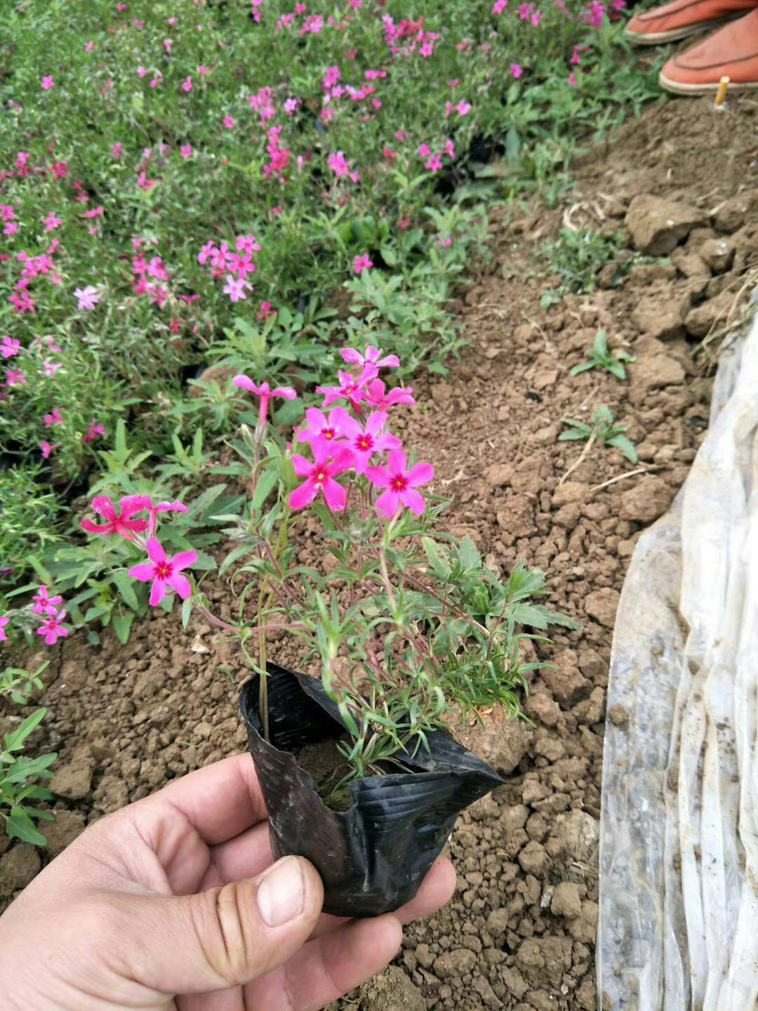 鹤壁丛生福禄考基地 芝樱 金鸡菊种植基地