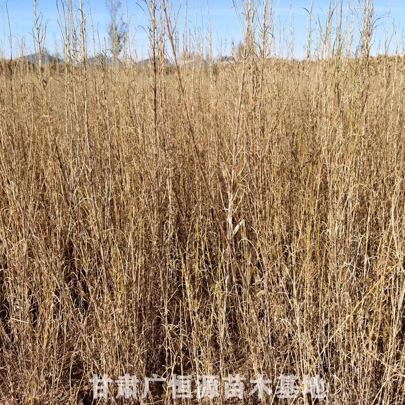 梭梭樹(shù)苗價(jià)格