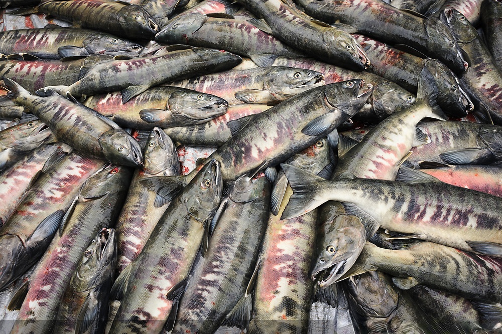 黑龙江大马哈鱼的价格，抚远市大马哈鱼批发市场，乌苏里江大马哈鱼价格