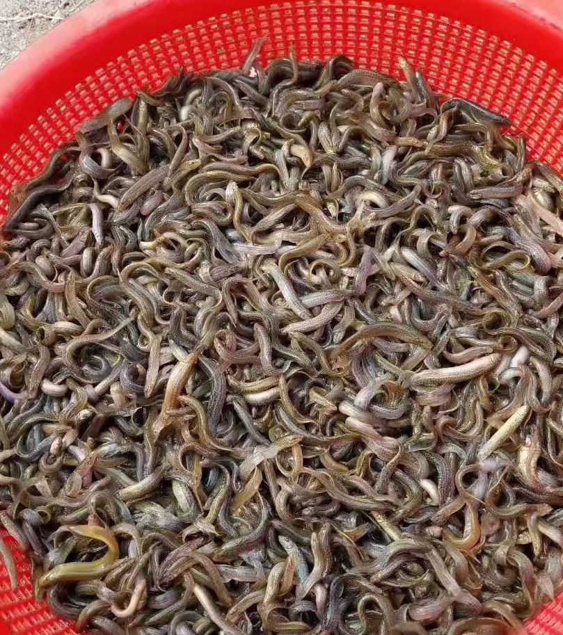 泰州本地圆鳅苗供应 基地直销青鳅苗 包品质 免费提供技术