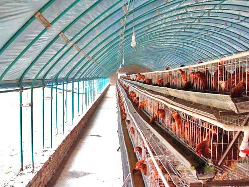 广安畜牧养殖温室建设 设计安装