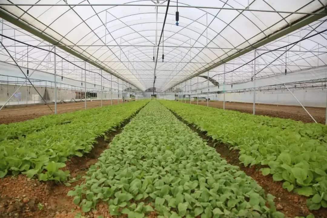 吉安蔬菜种植大棚造价 工程承接