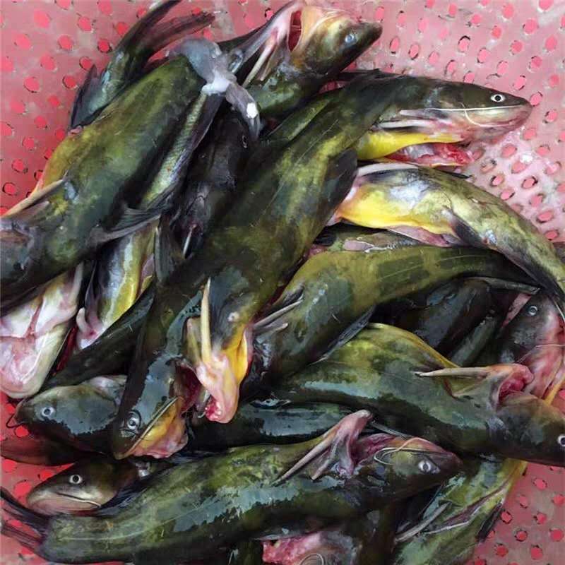 泰州黄骨鱼养殖 黄骨鱼 上门回收鱼苗