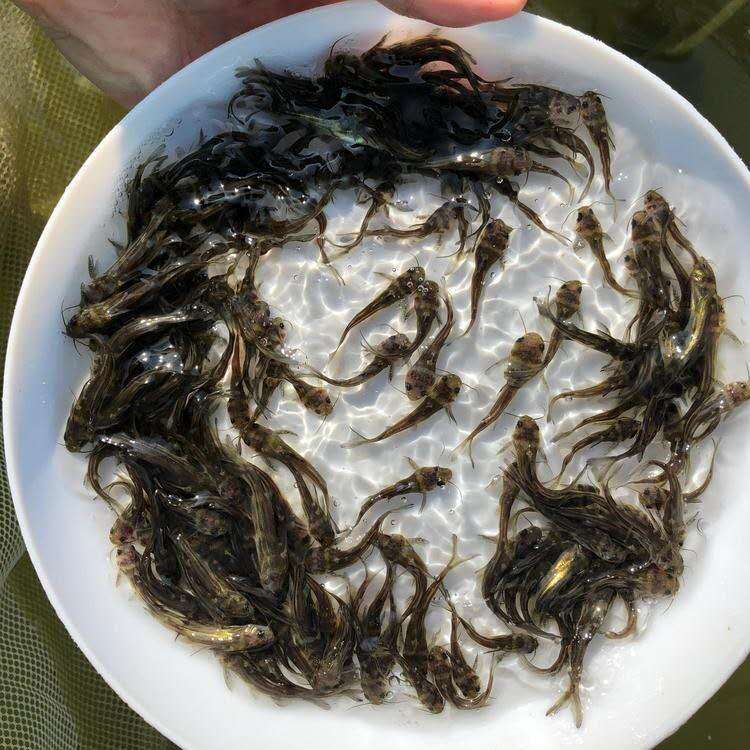 台州黄骨鱼养殖 黄骨鱼 黄颡鱼苗的养殖方法