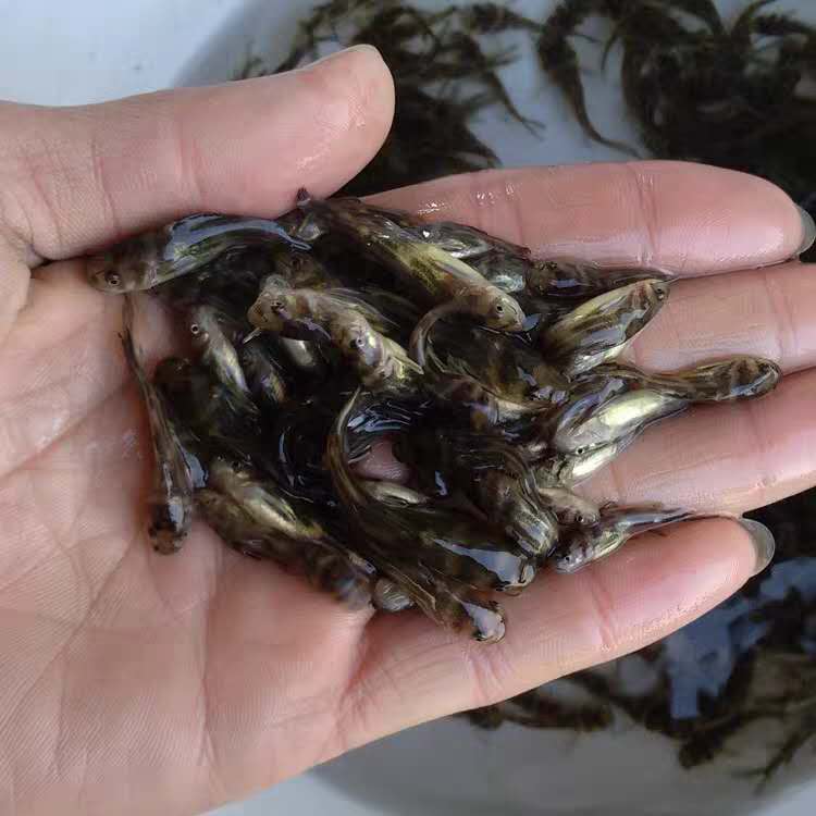 廣東黃骨魚苗養殖方法