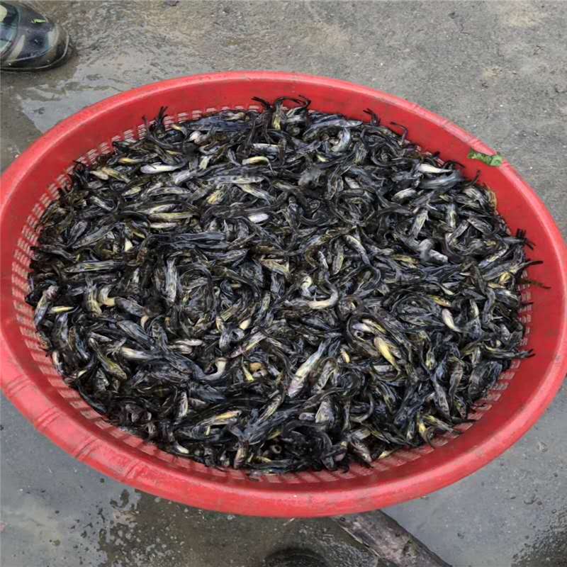 河源黄颡鱼回收 黄腊丁 黄颡鱼养殖成本及利润