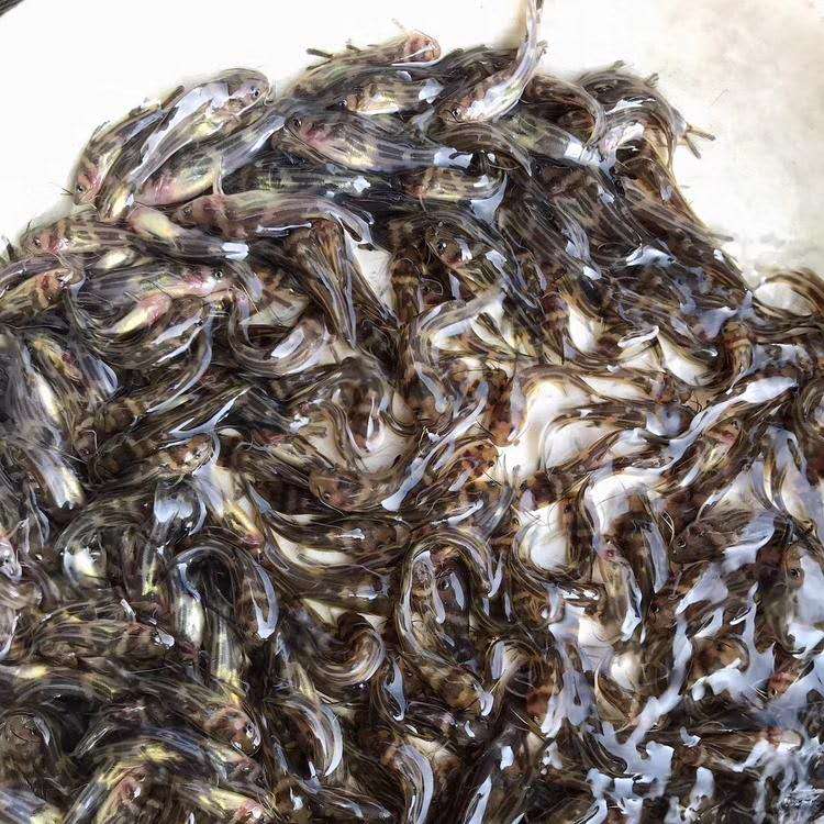 台州黄骨鱼养殖 黄丫头 黄颡鱼苗的养殖方法